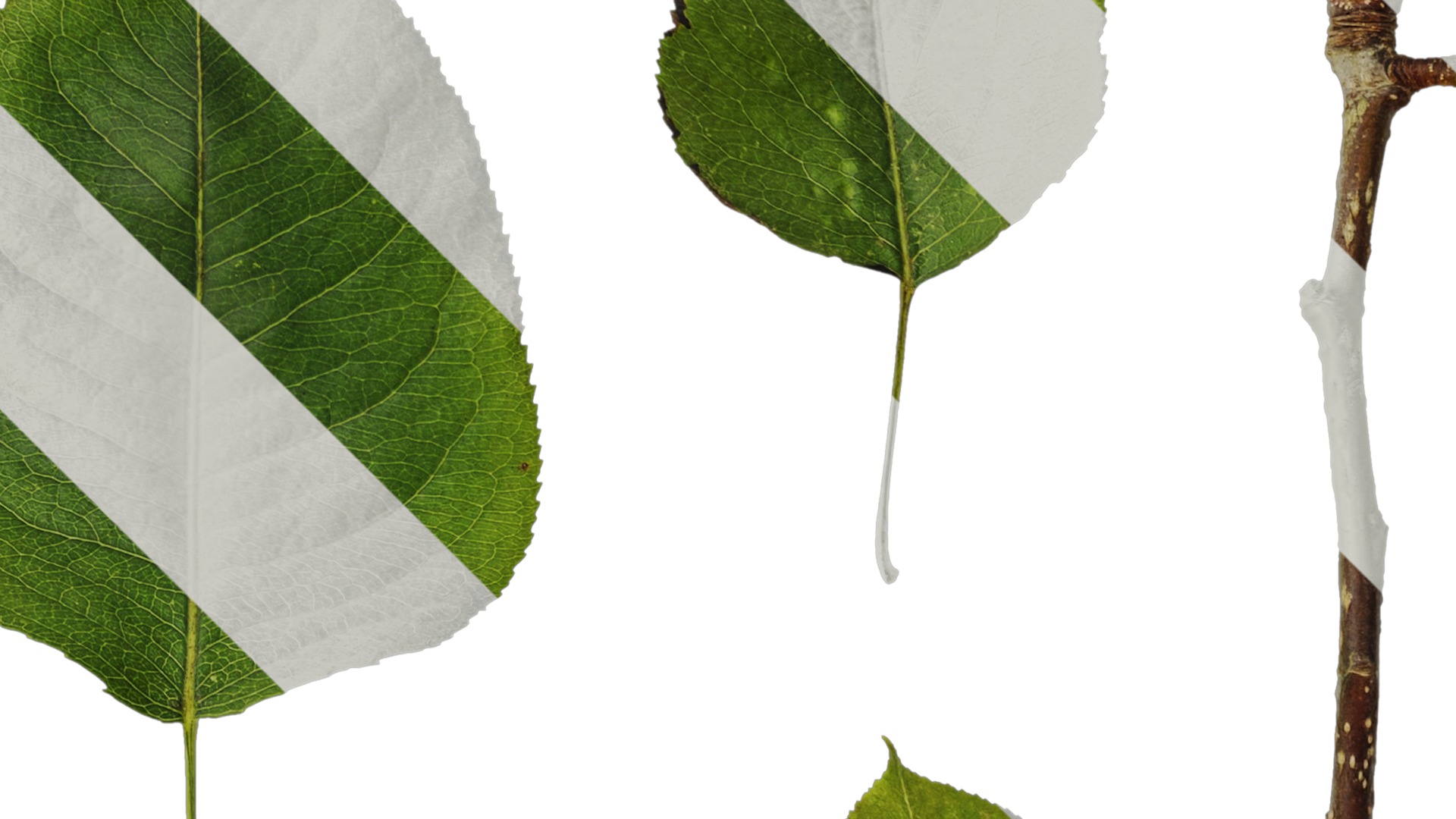 Pyrus Low-poly 3D model_81