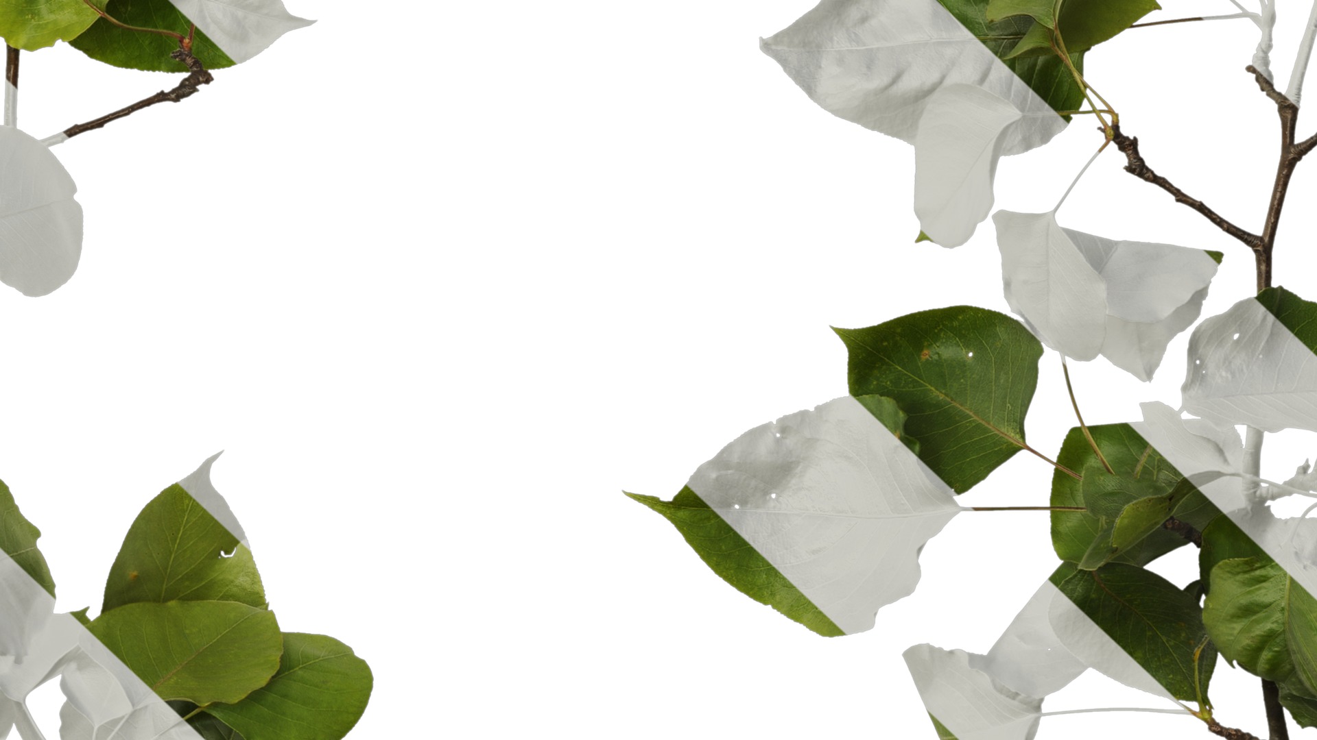 Pyrus Low-poly 3D model_47