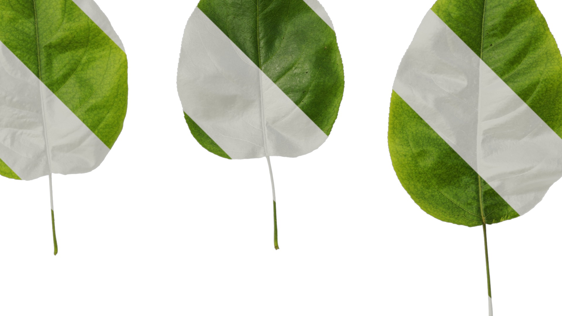 Pyrus Low-poly 3D model_90