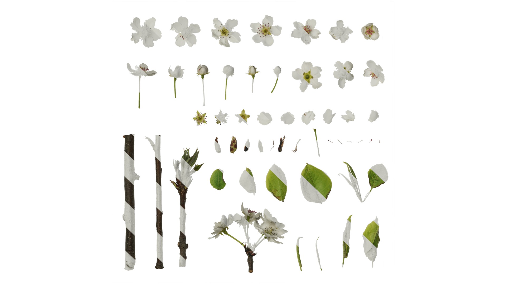 Pyrus Low-poly 3D model_2