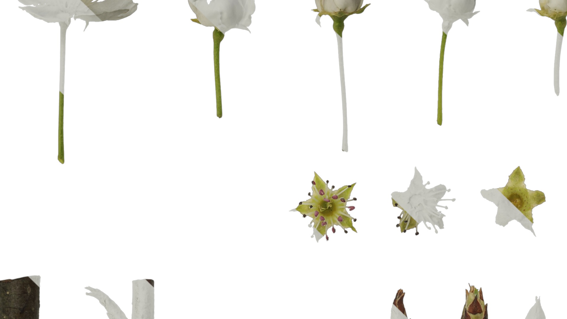 Pyrus Low-poly 3D model_5