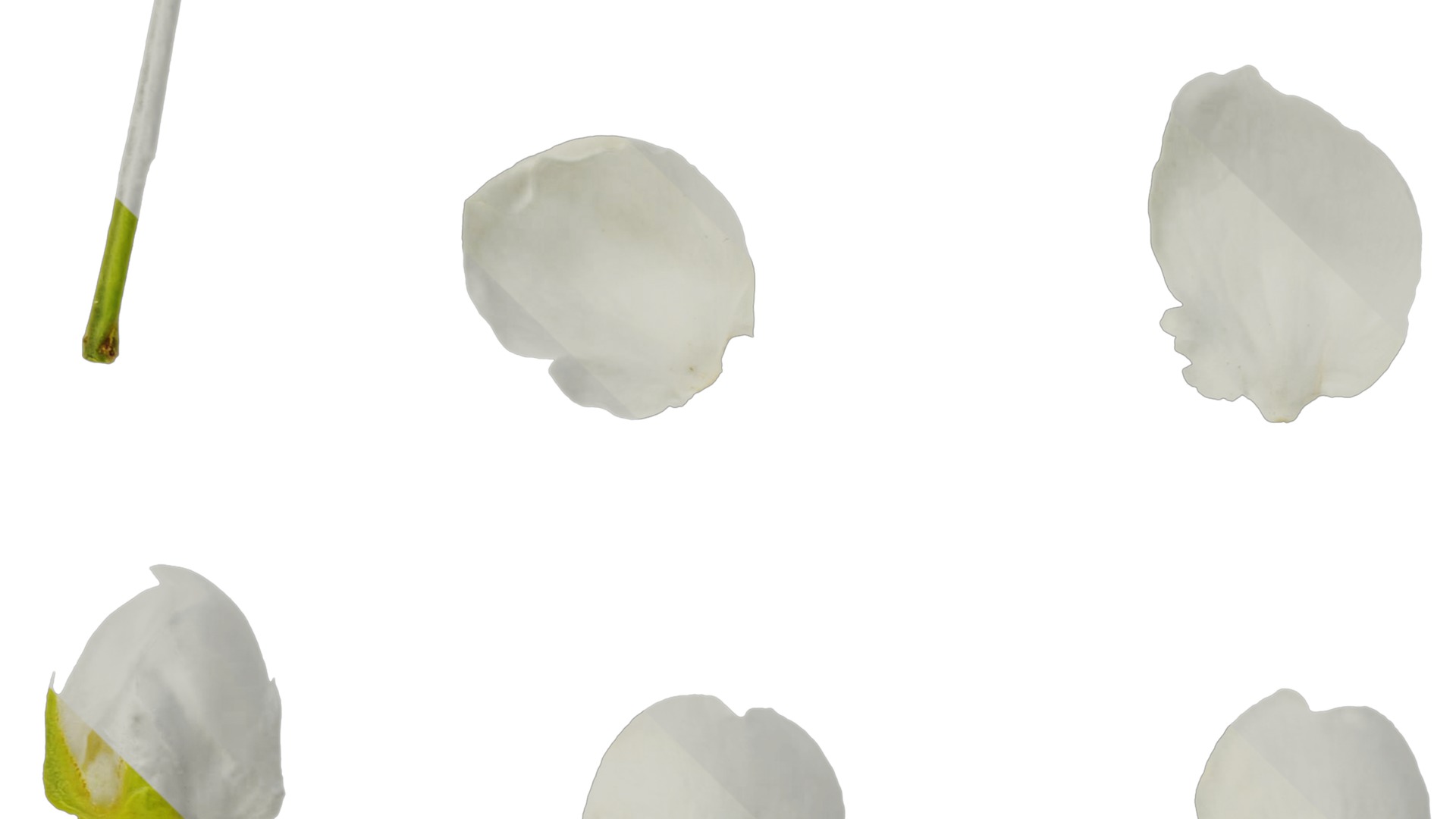 Pyrus Low-poly 3D model_63