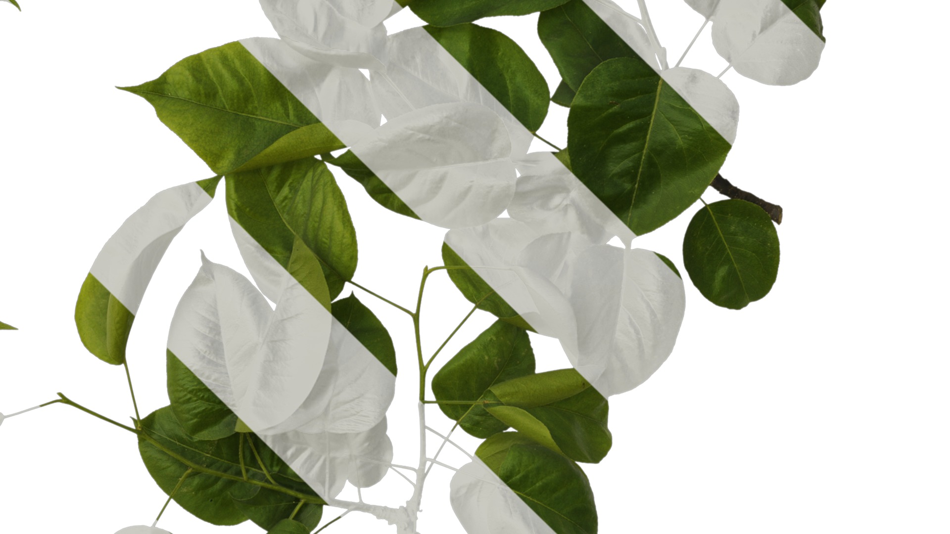 Pyrus Low-poly 3D model_15