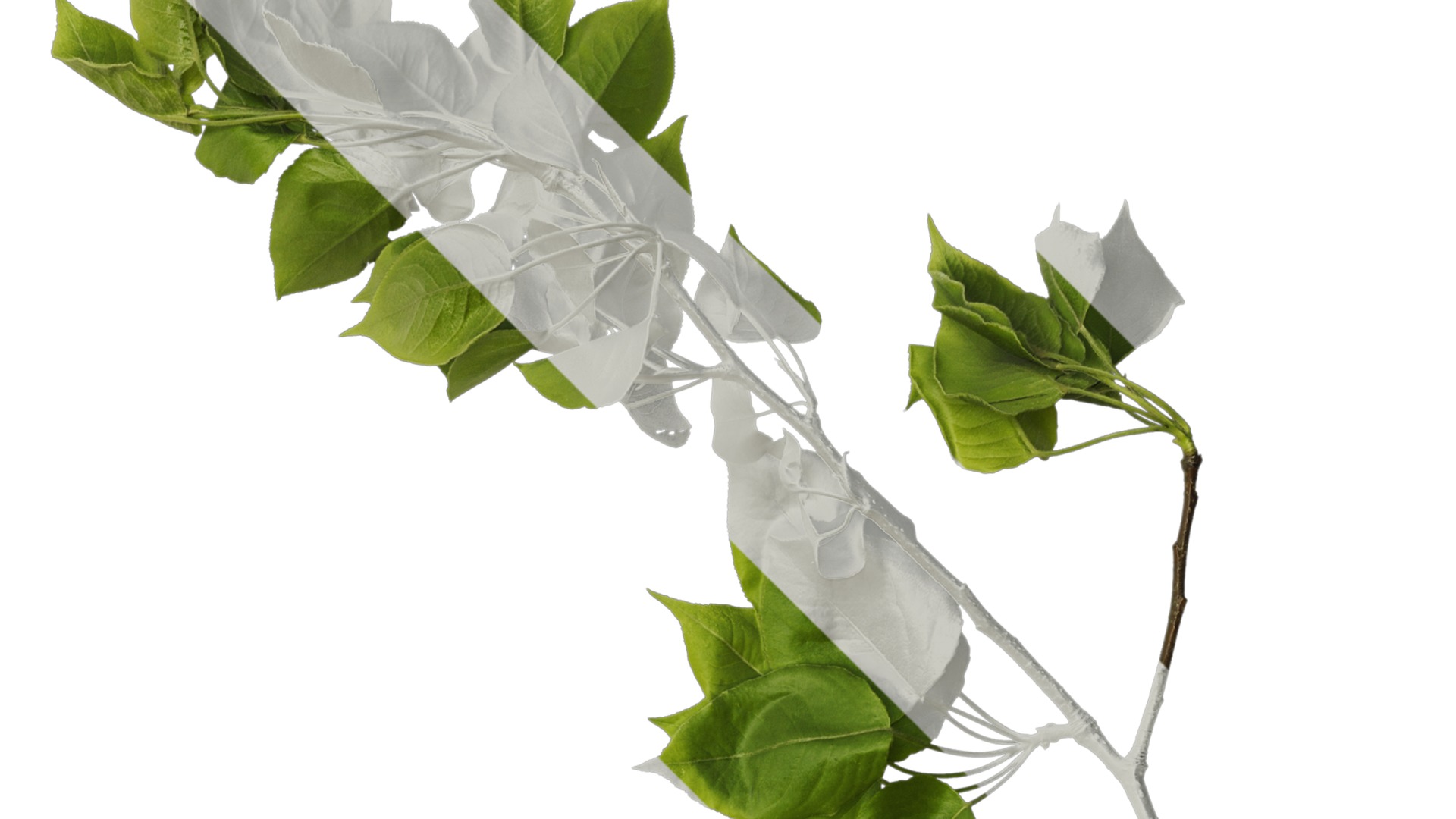 Pyrus Low-poly 3D model_23