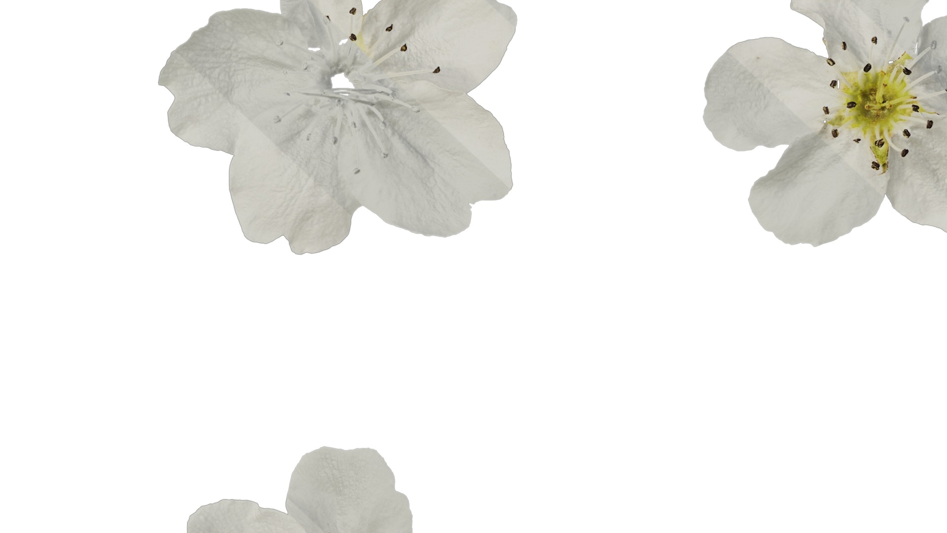 Pyrus Low-poly 3D model_76