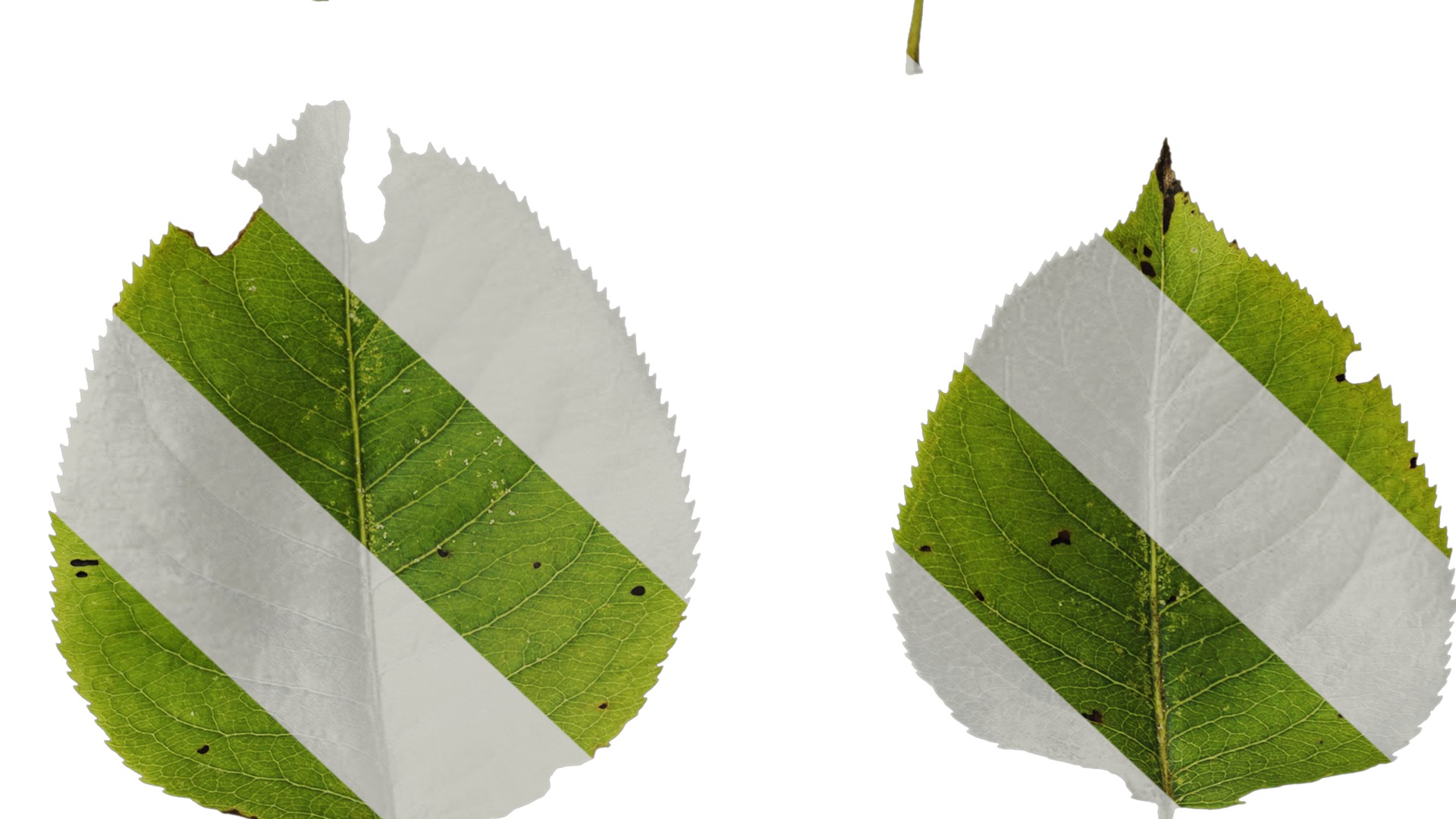 Pyrus Low-poly 3D model_85