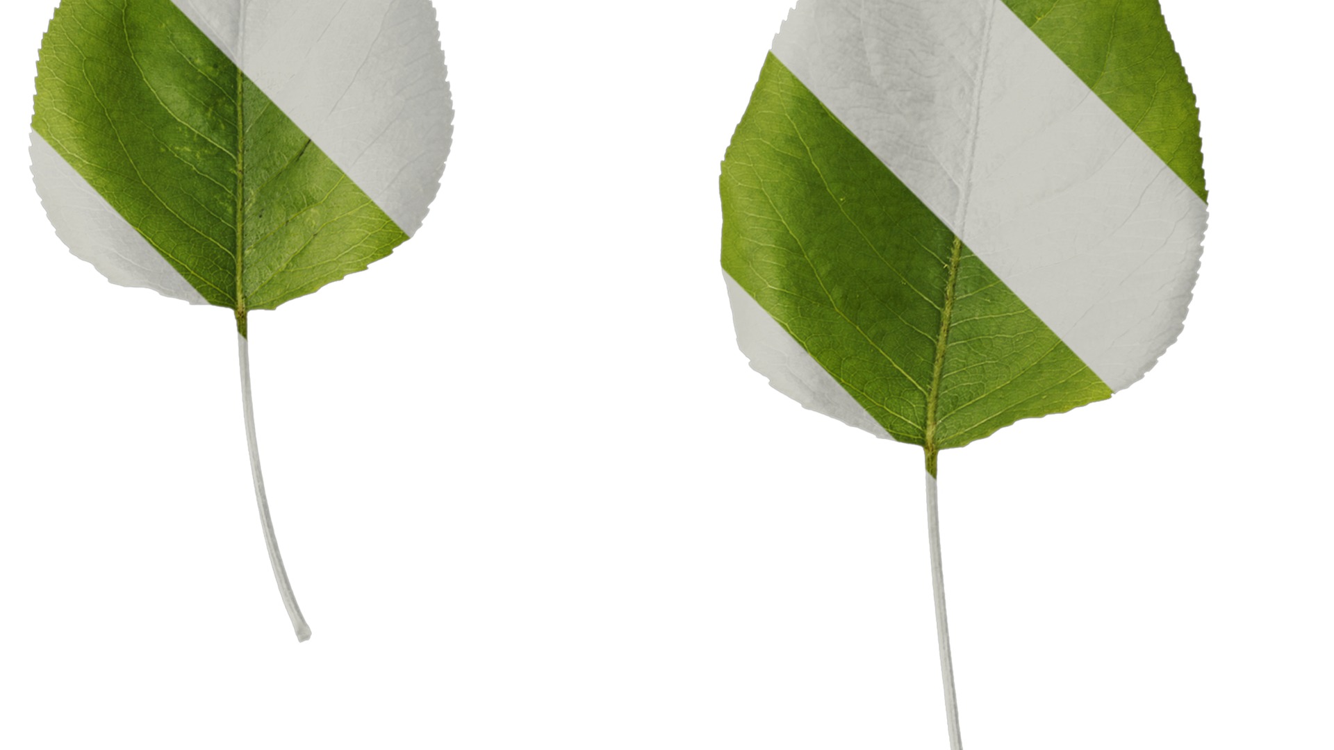 Pyrus Low-poly 3D model_99