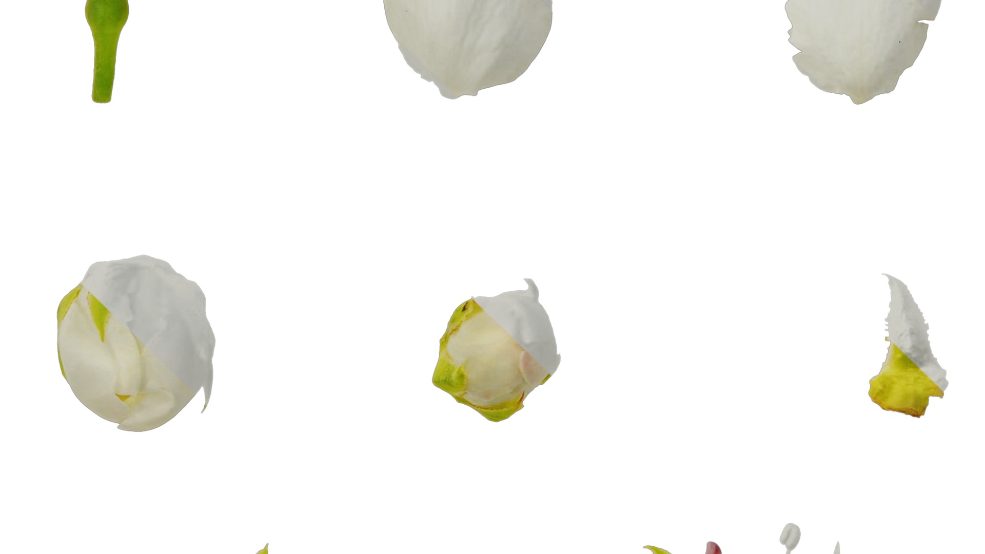 Pyrus Low-poly 3D model_65