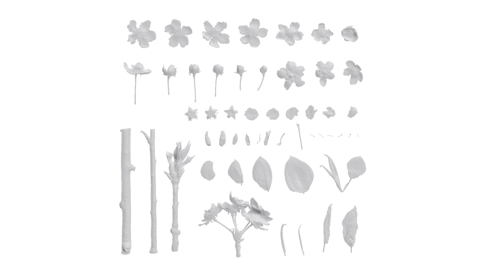 Pyrus Low-poly 3D model_1