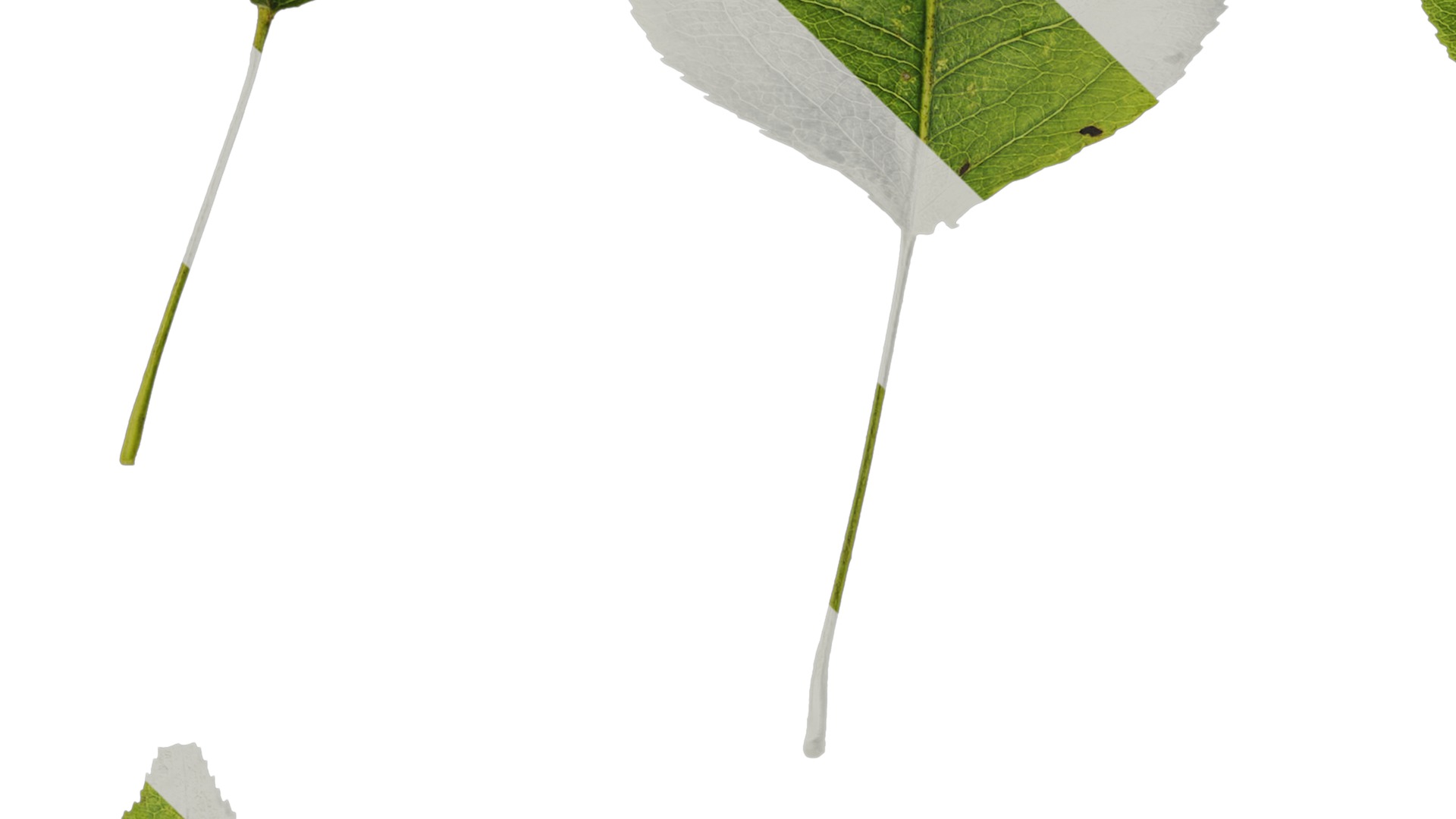 Pyrus Low-poly 3D model_82