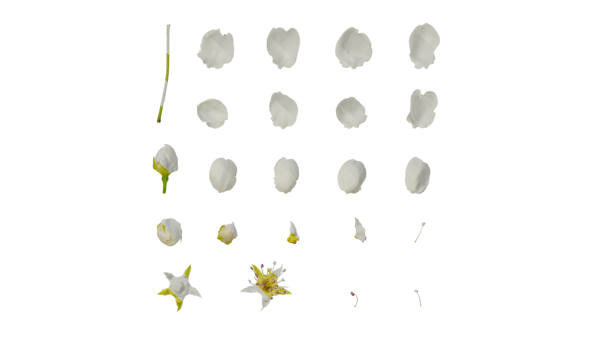 Pyrus Low-poly 3D model_60