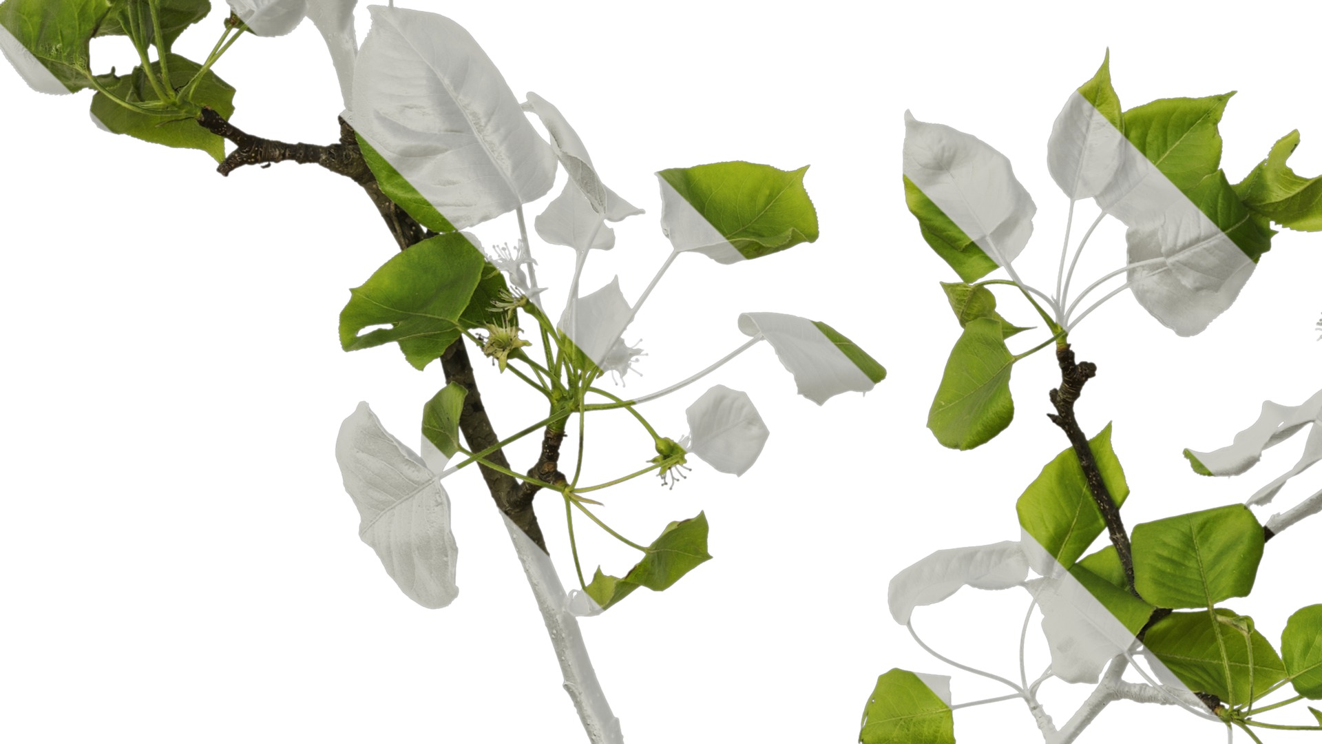 Pyrus Low-poly 3D model_26