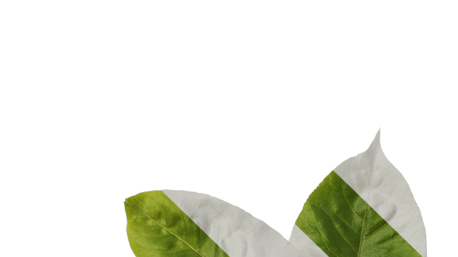 Pyrus Low-poly 3D model_50