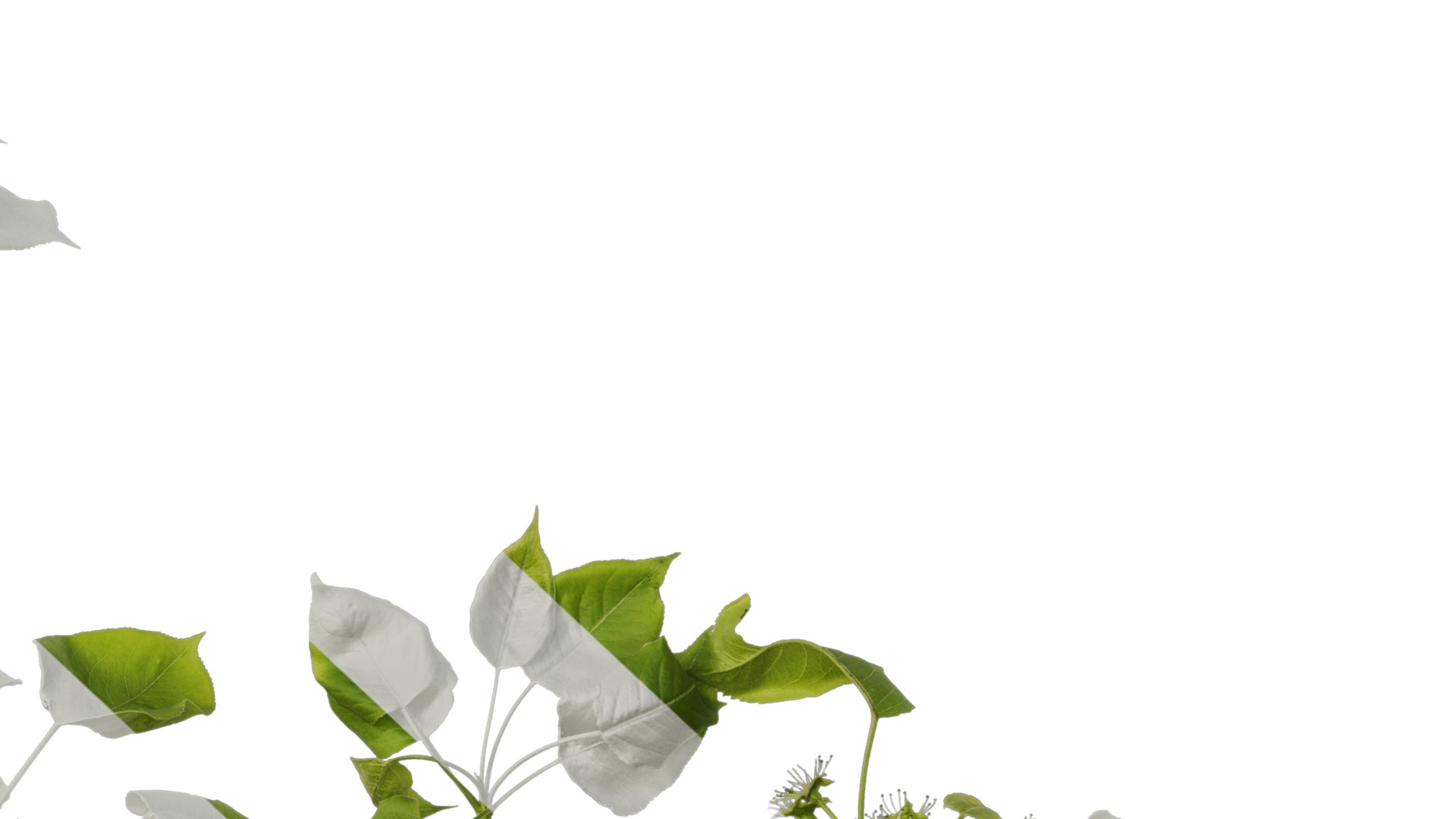 Pyrus Low-poly 3D model_28