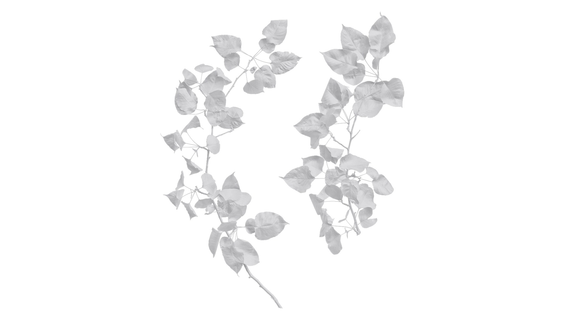 Pyrus Low-poly 3D model_39