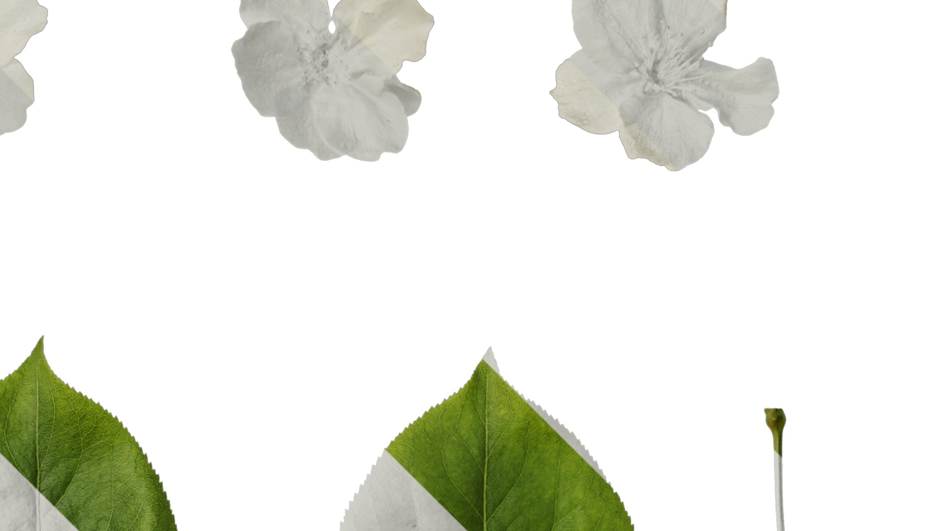 Pyrus Low-poly 3D model_33