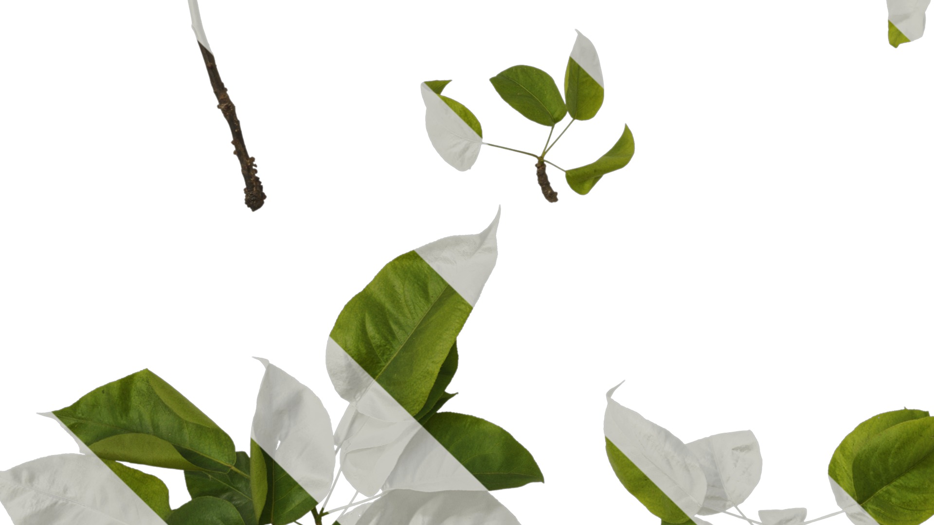 Pyrus Low-poly 3D model_16