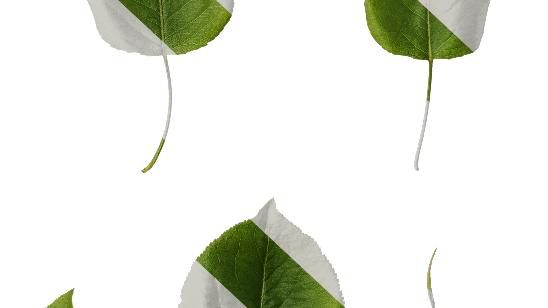 Pyrus Low-poly 3D model_103