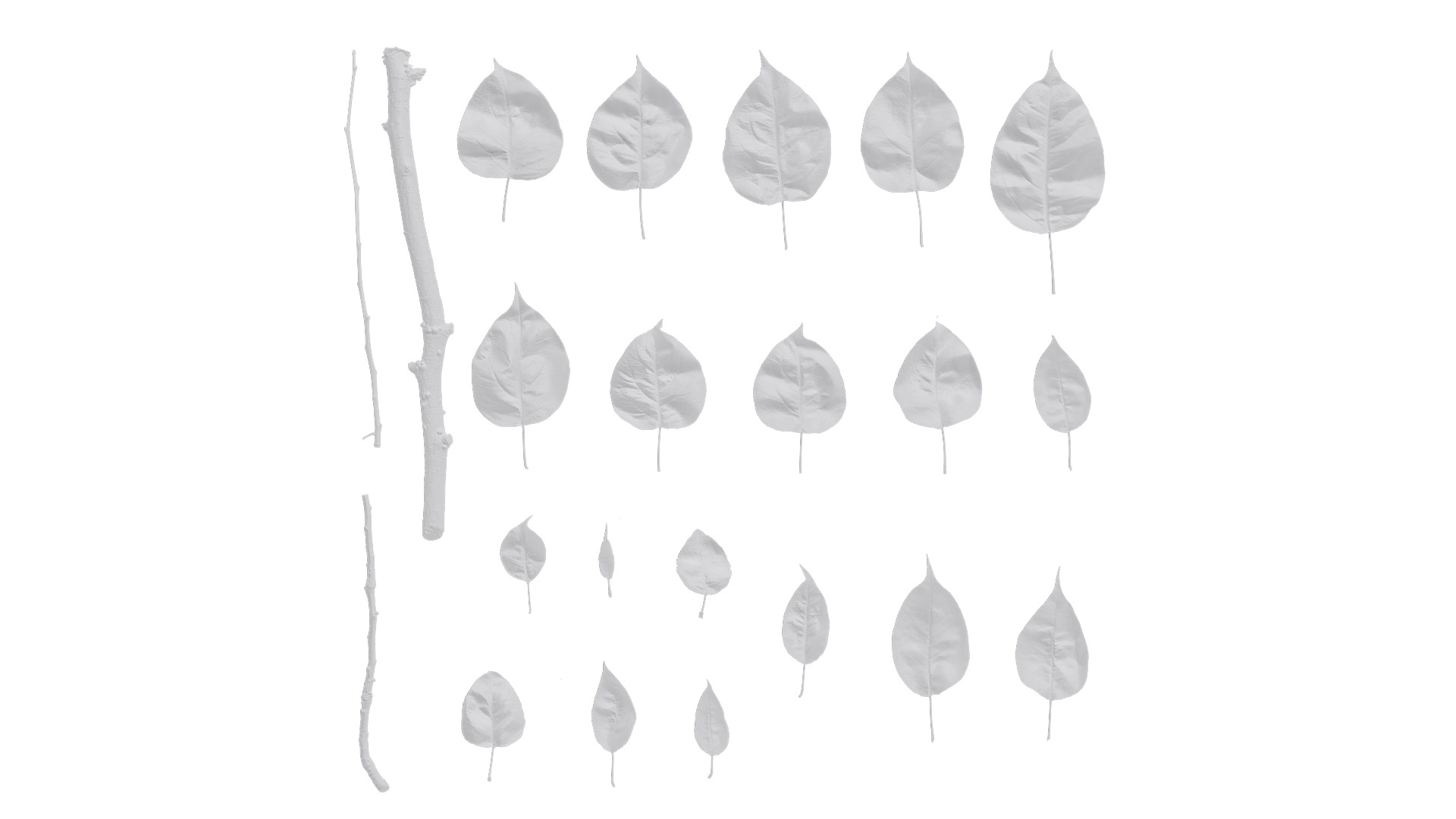 Pyrus Low-poly 3D model_87