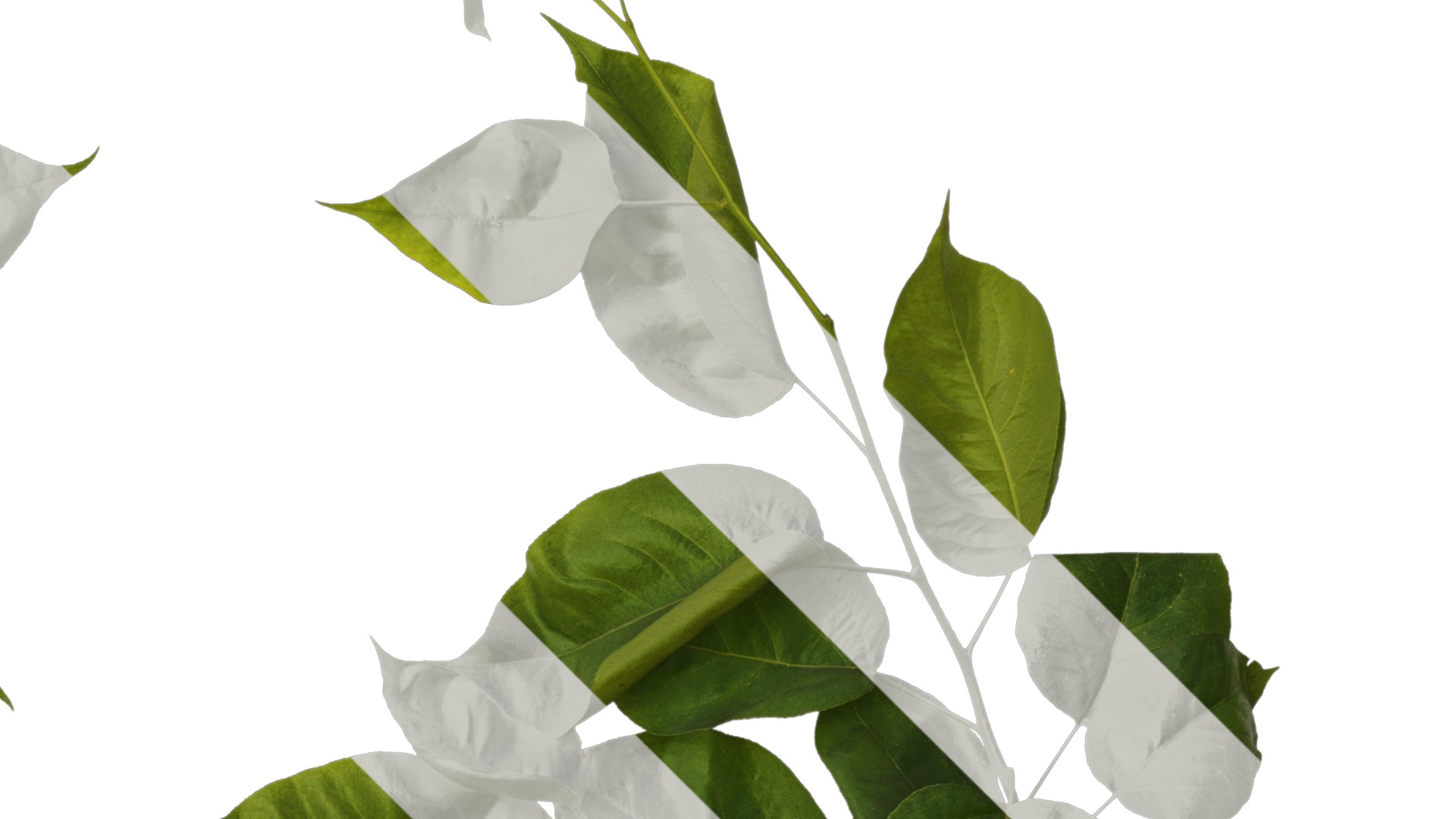 Pyrus Low-poly 3D model_13