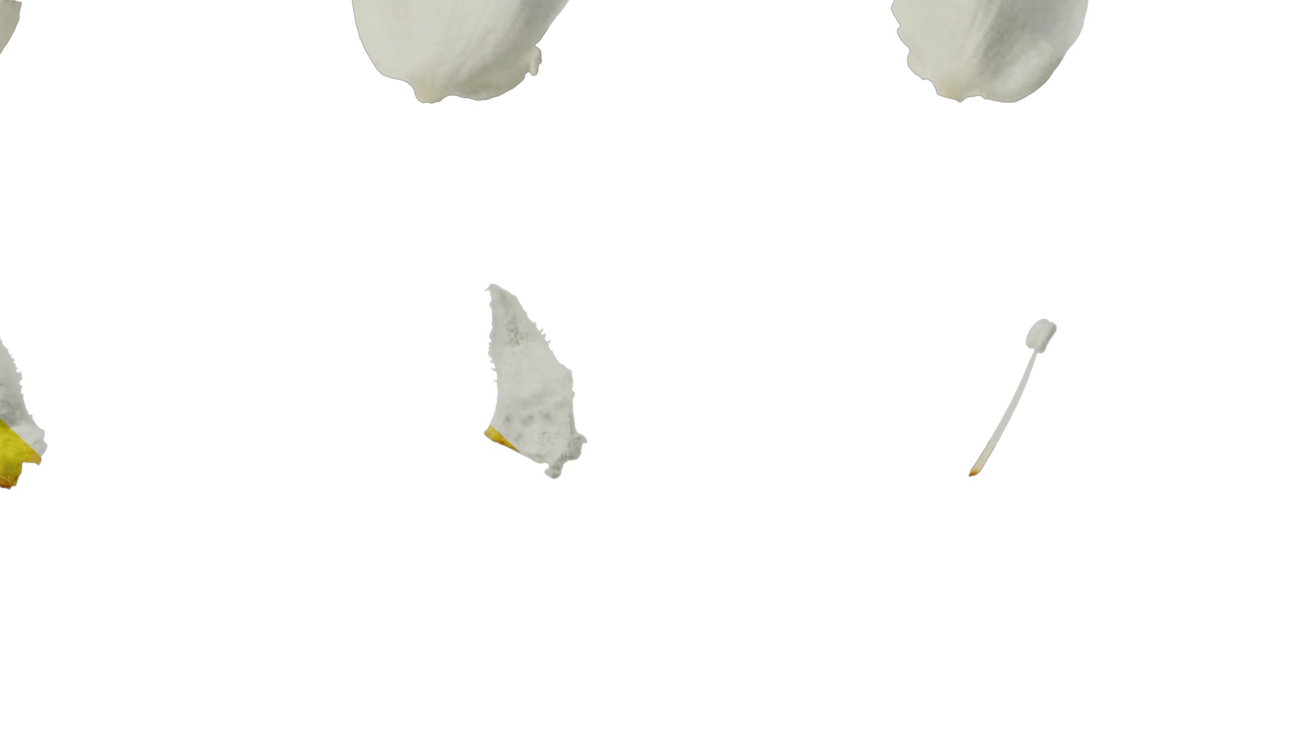 Pyrus Low-poly 3D model_66