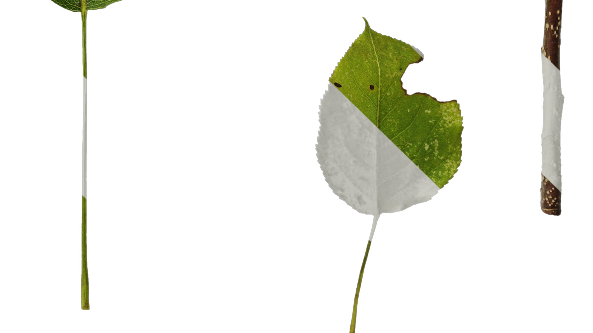 Pyrus Low-poly 3D model_83