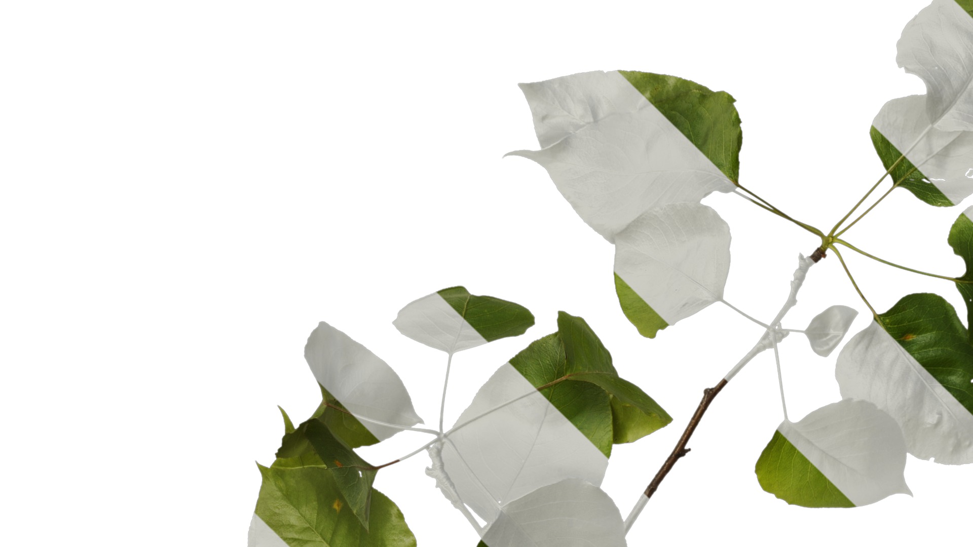 Pyrus Low-poly 3D model_41