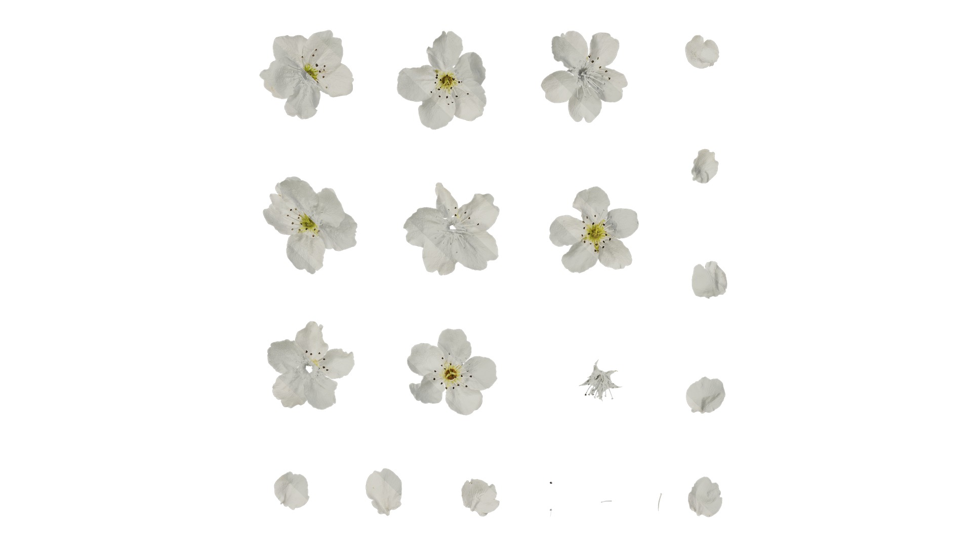 Pyrus Low-poly 3D model_69