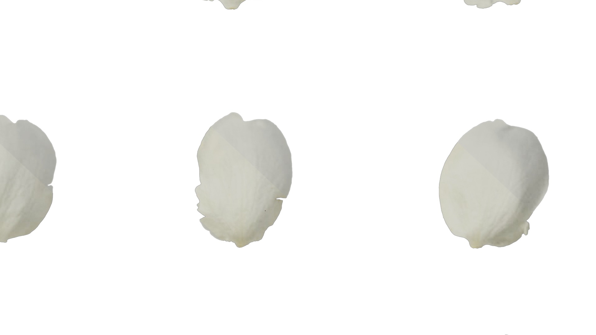 Pyrus Low-poly 3D model_67