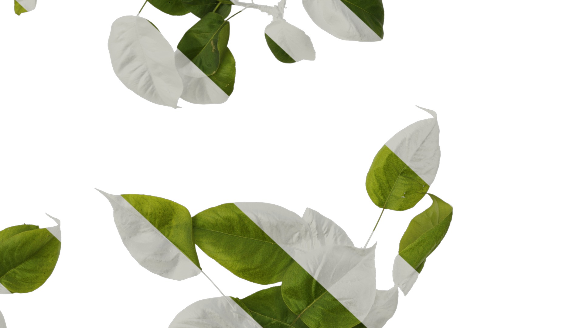 Pyrus Low-poly 3D model_17