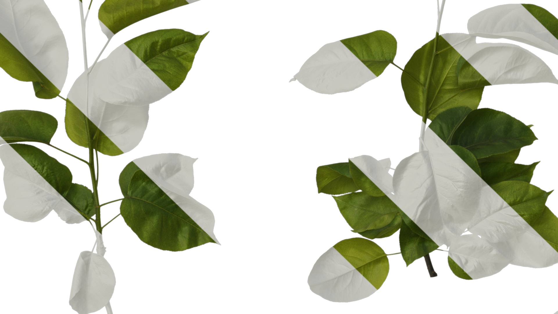 Pyrus Low-poly 3D model_14