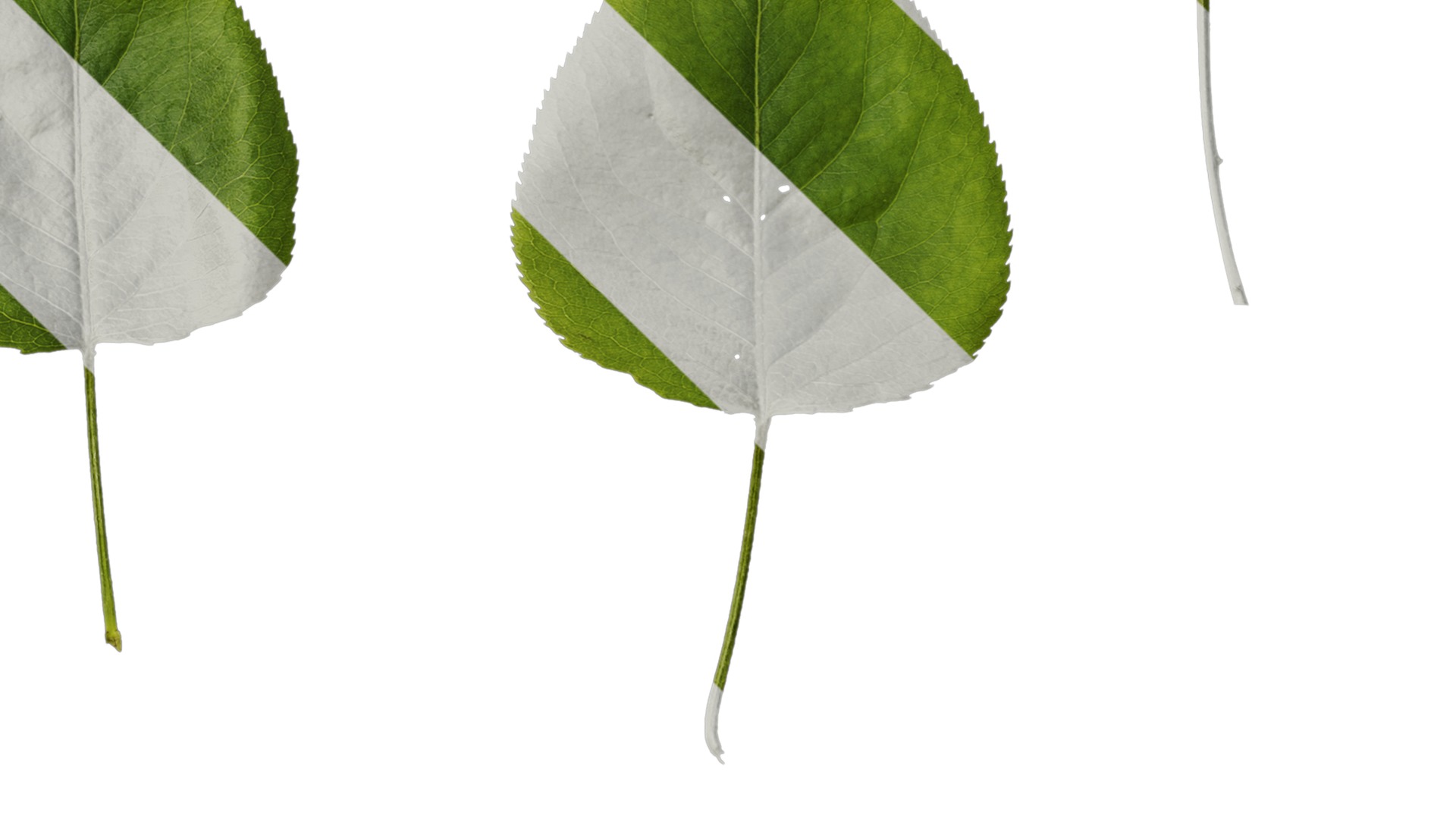 Pyrus Low-poly 3D model_35