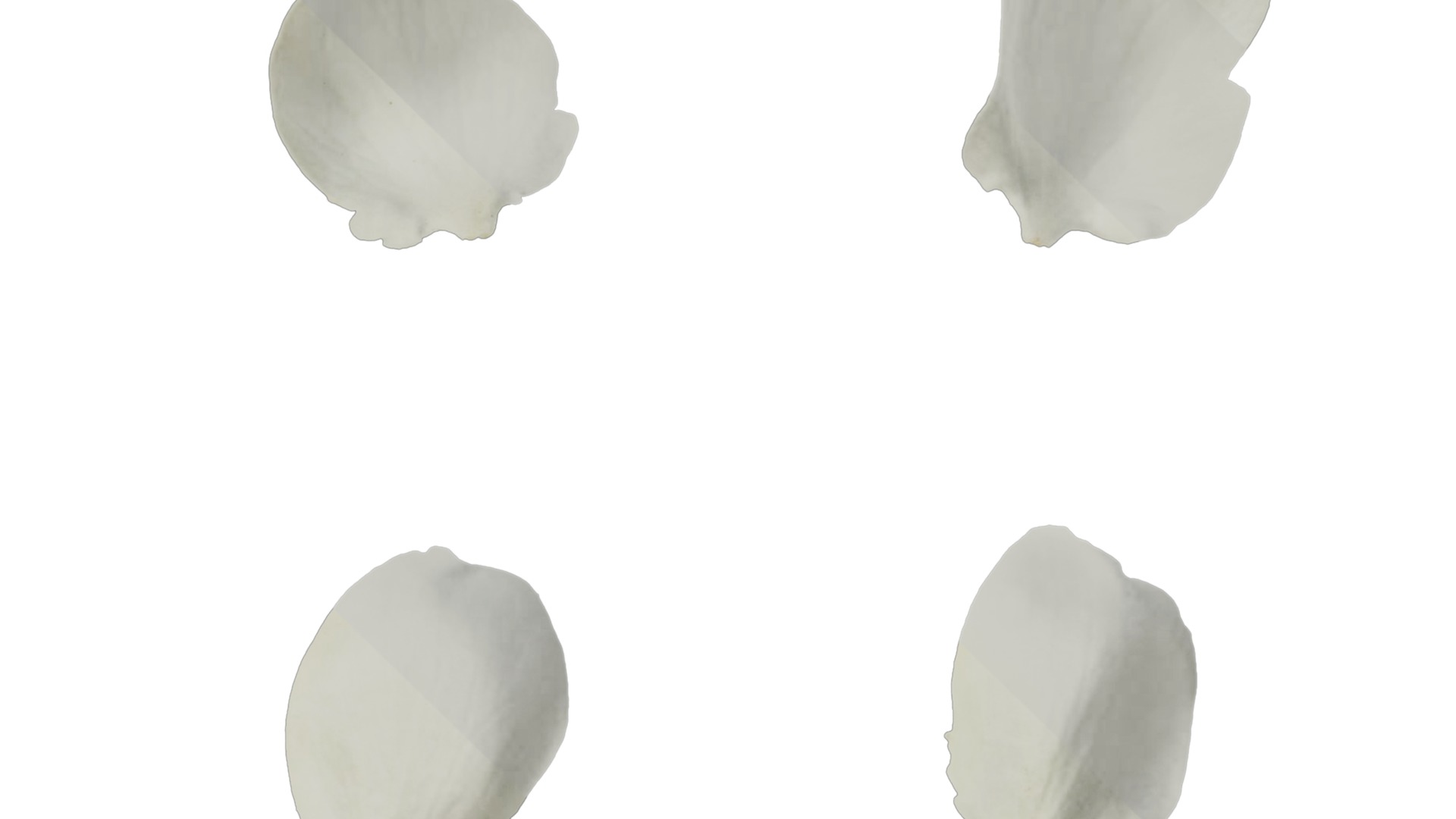 Pyrus Low-poly 3D model_64