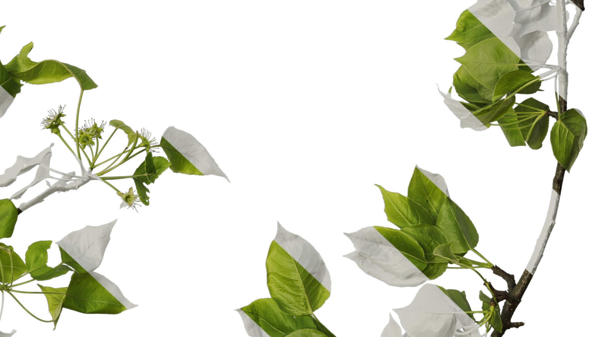 Pyrus Low-poly 3D model_27