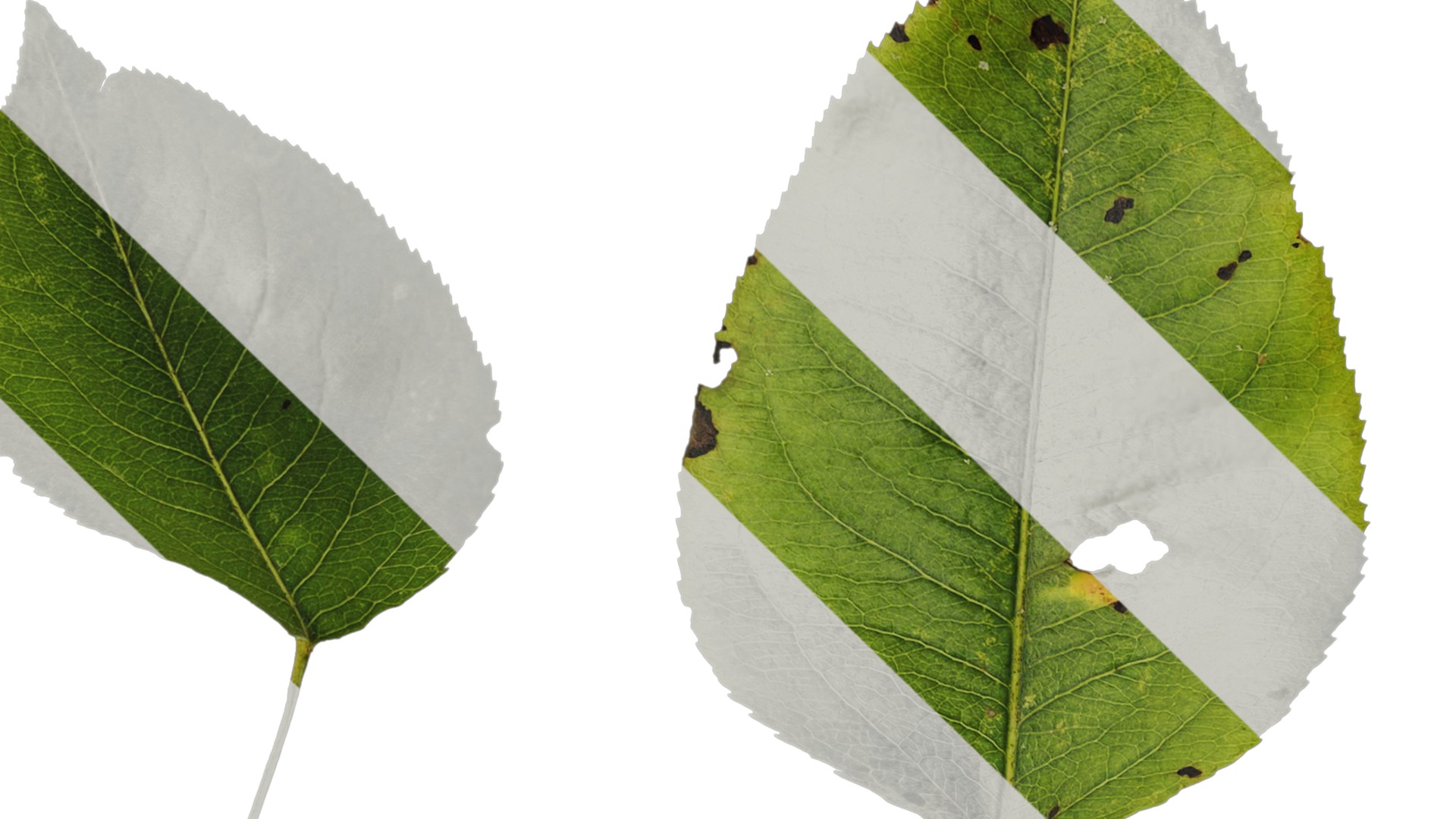 Pyrus Low-poly 3D model_80