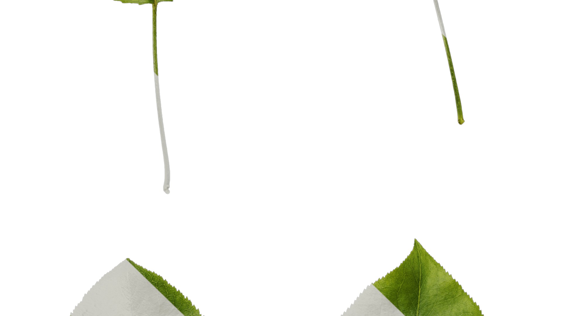 Pyrus Low-poly 3D model_100