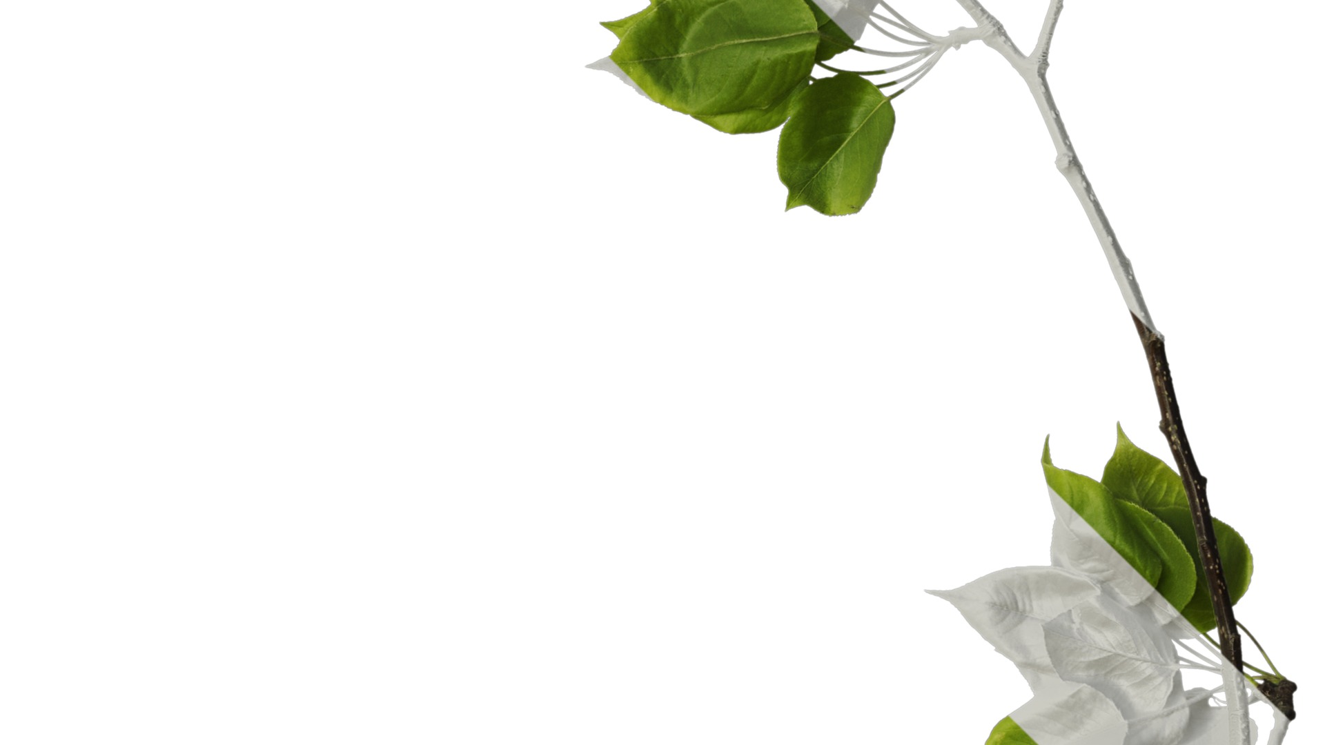 Pyrus Low-poly 3D model_25