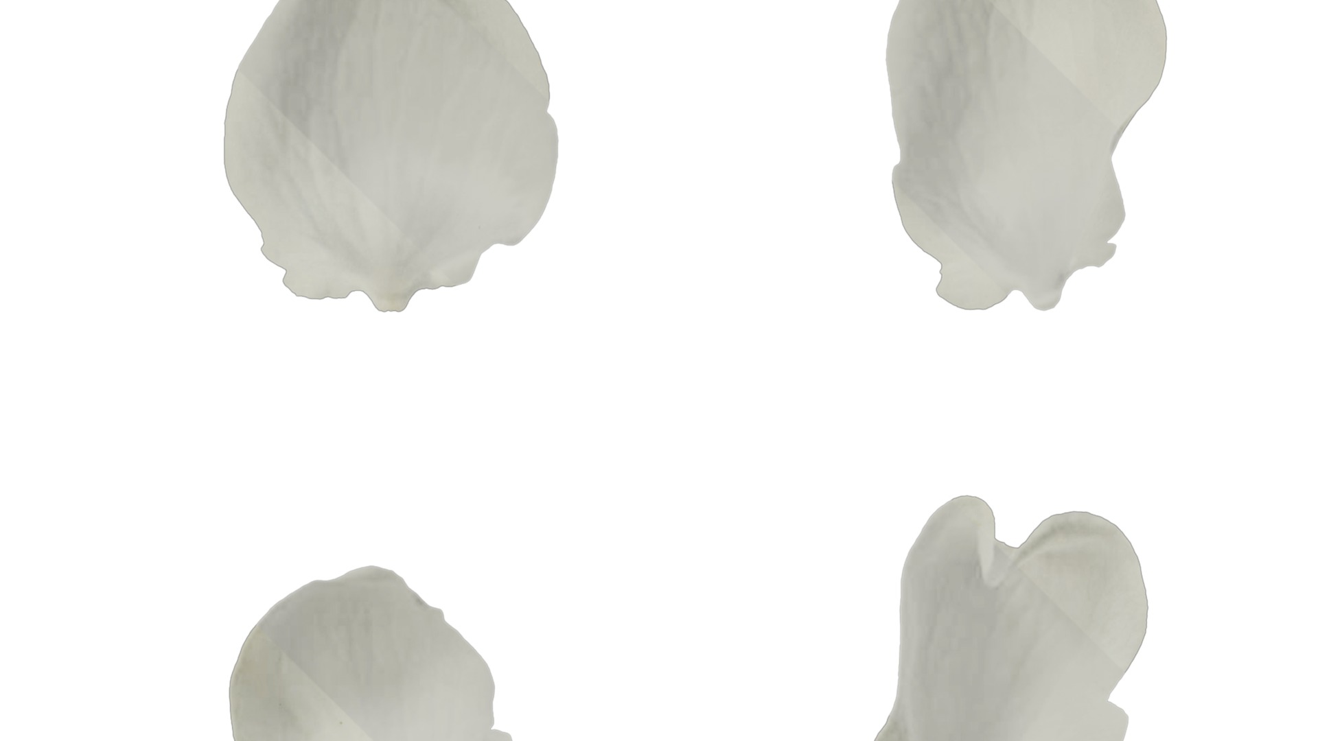 Pyrus Low-poly 3D model_62