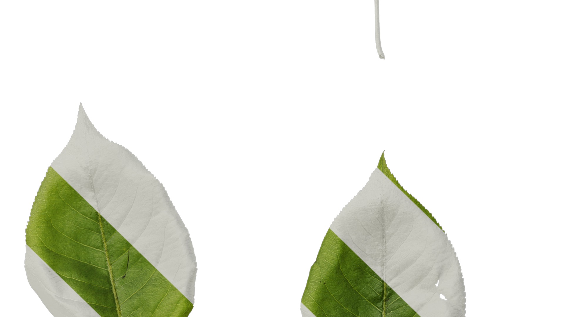 Pyrus Low-poly 3D model_36