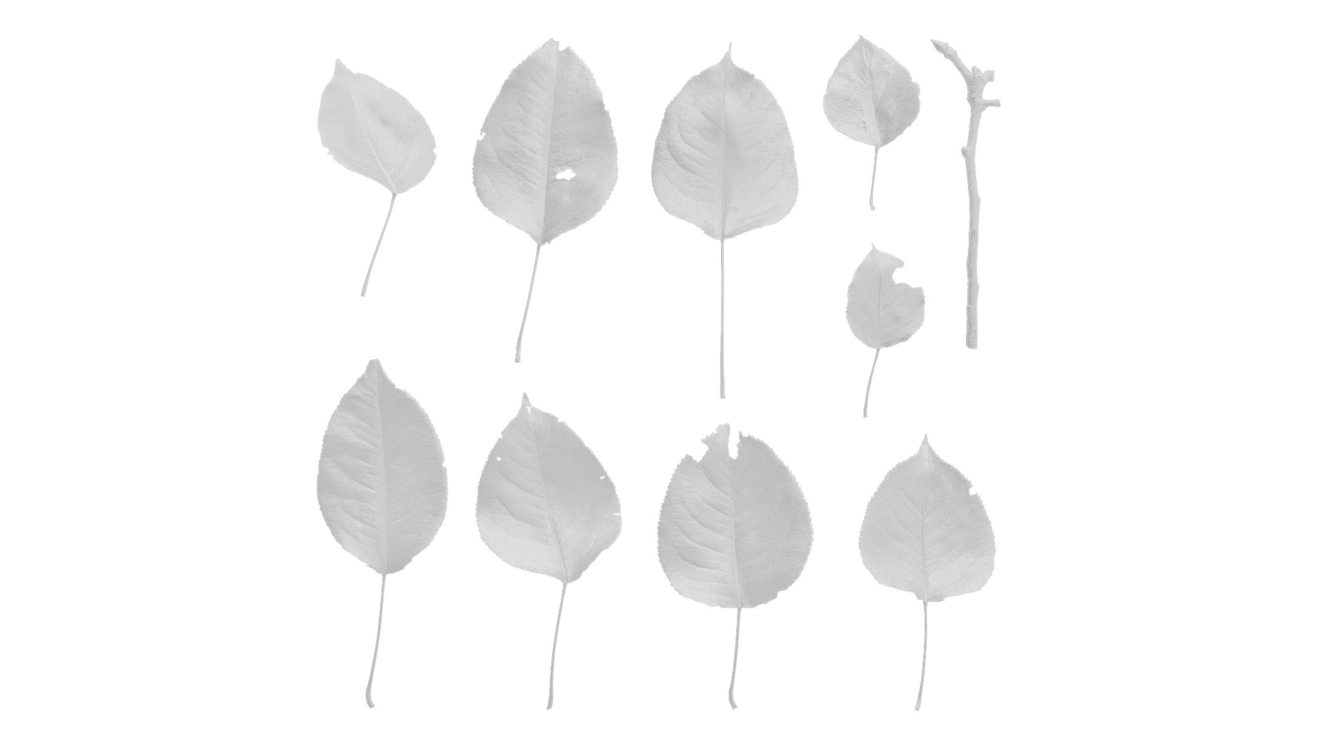 Pyrus Low-poly 3D model_78