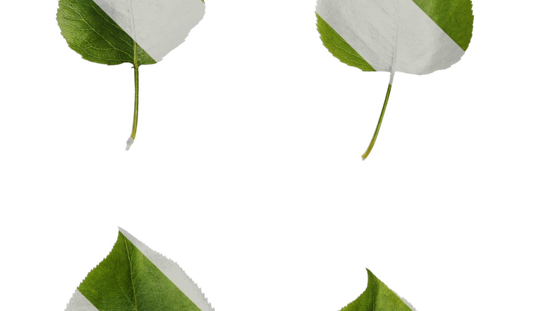 Pyrus Low-poly 3D model_102