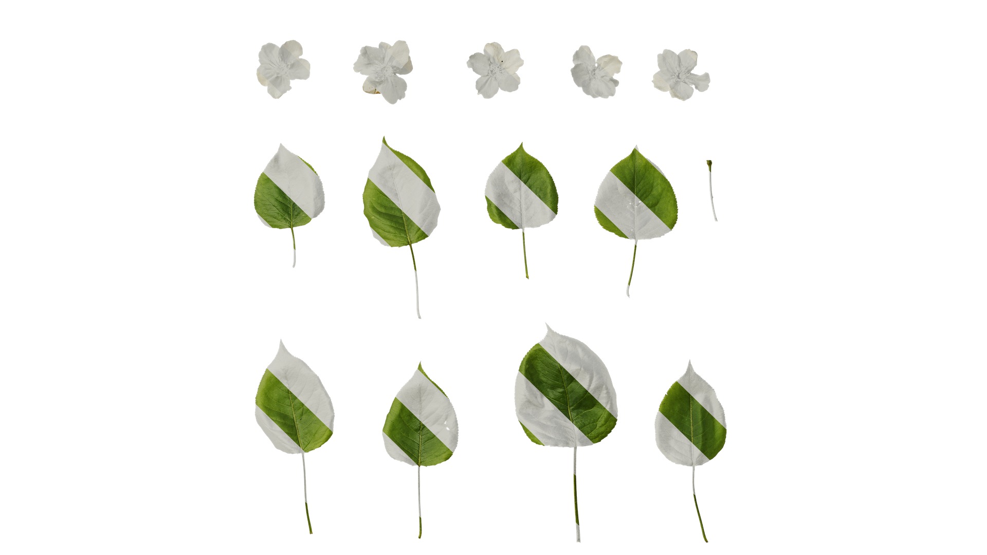 Pyrus Low-poly 3D model_31