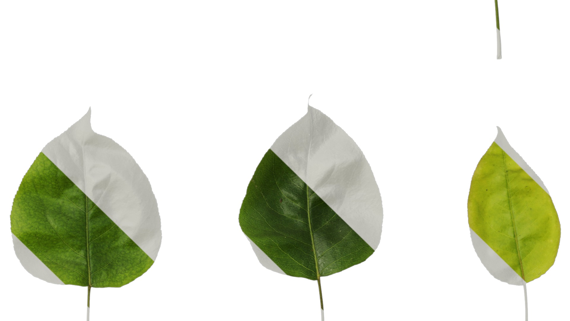 Pyrus Low-poly 3D model_92