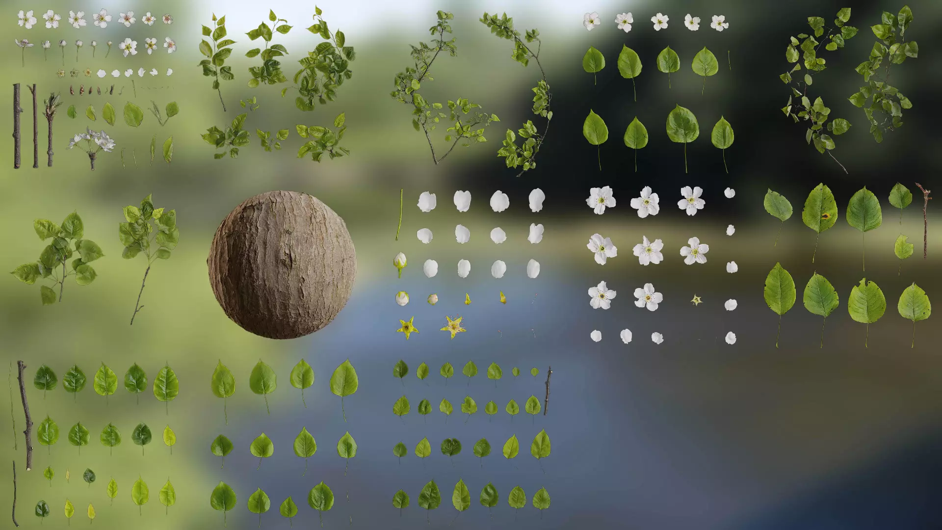 Pyrus Low-poly 3D model_0