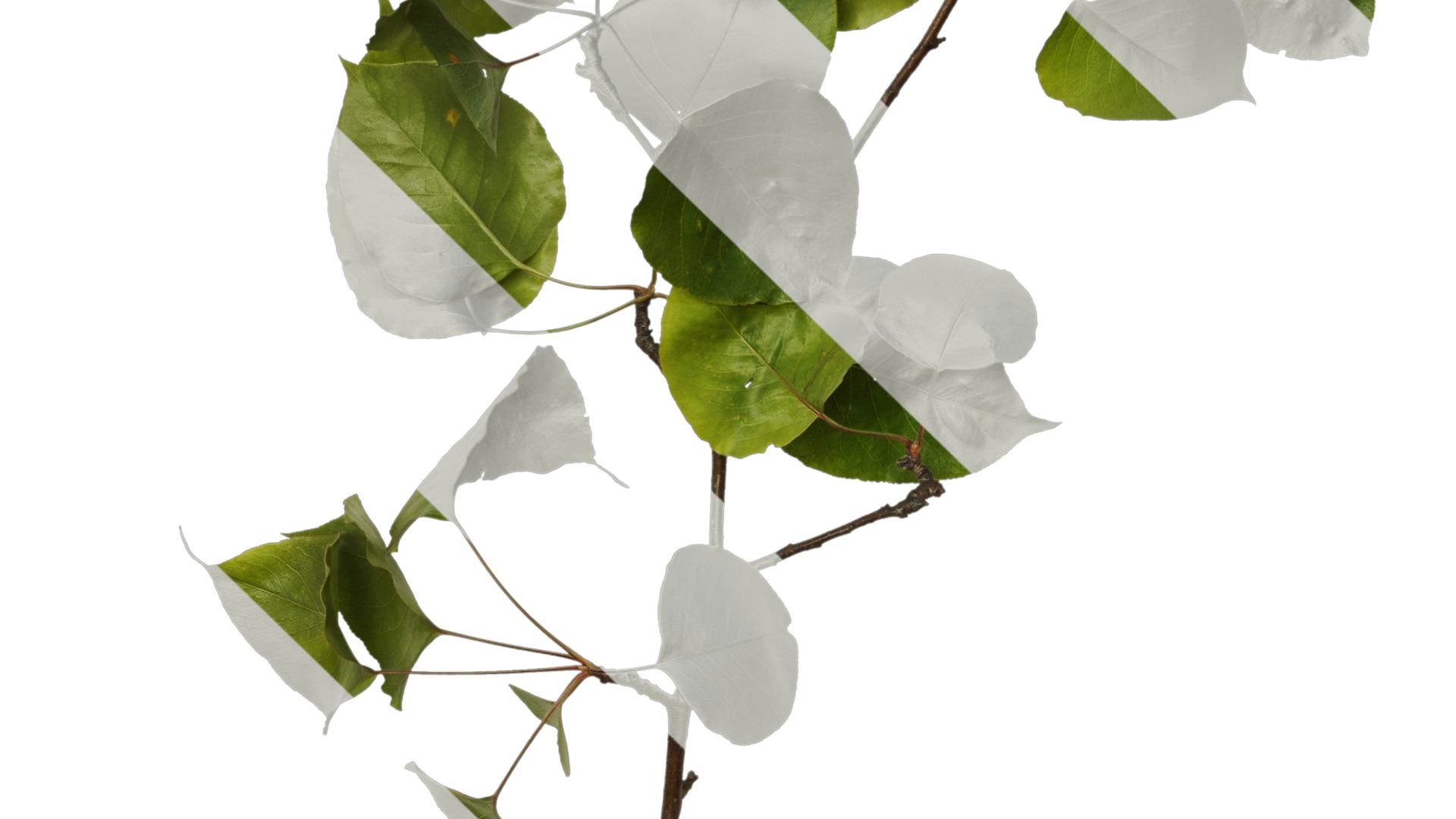 Pyrus Low-poly 3D model_43