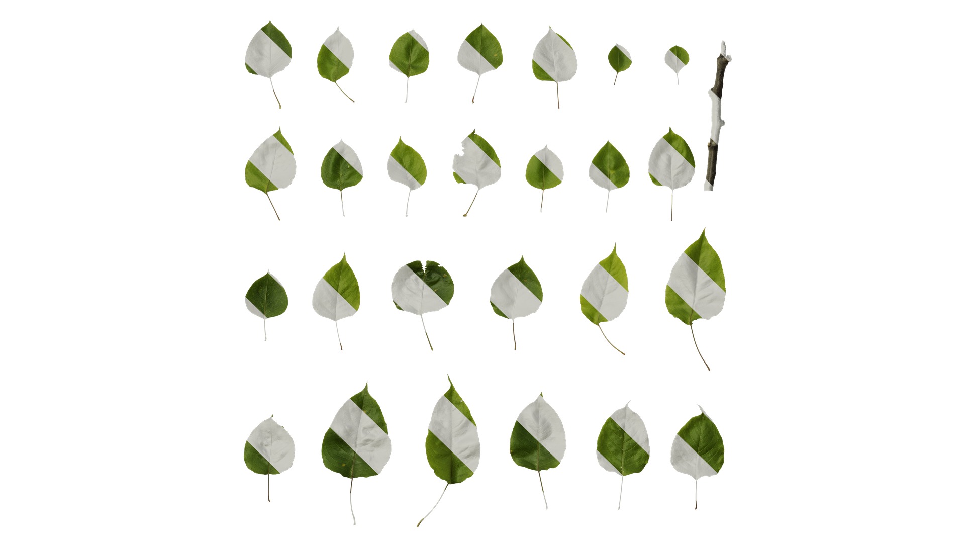 Pyrus Low-poly 3D model_106