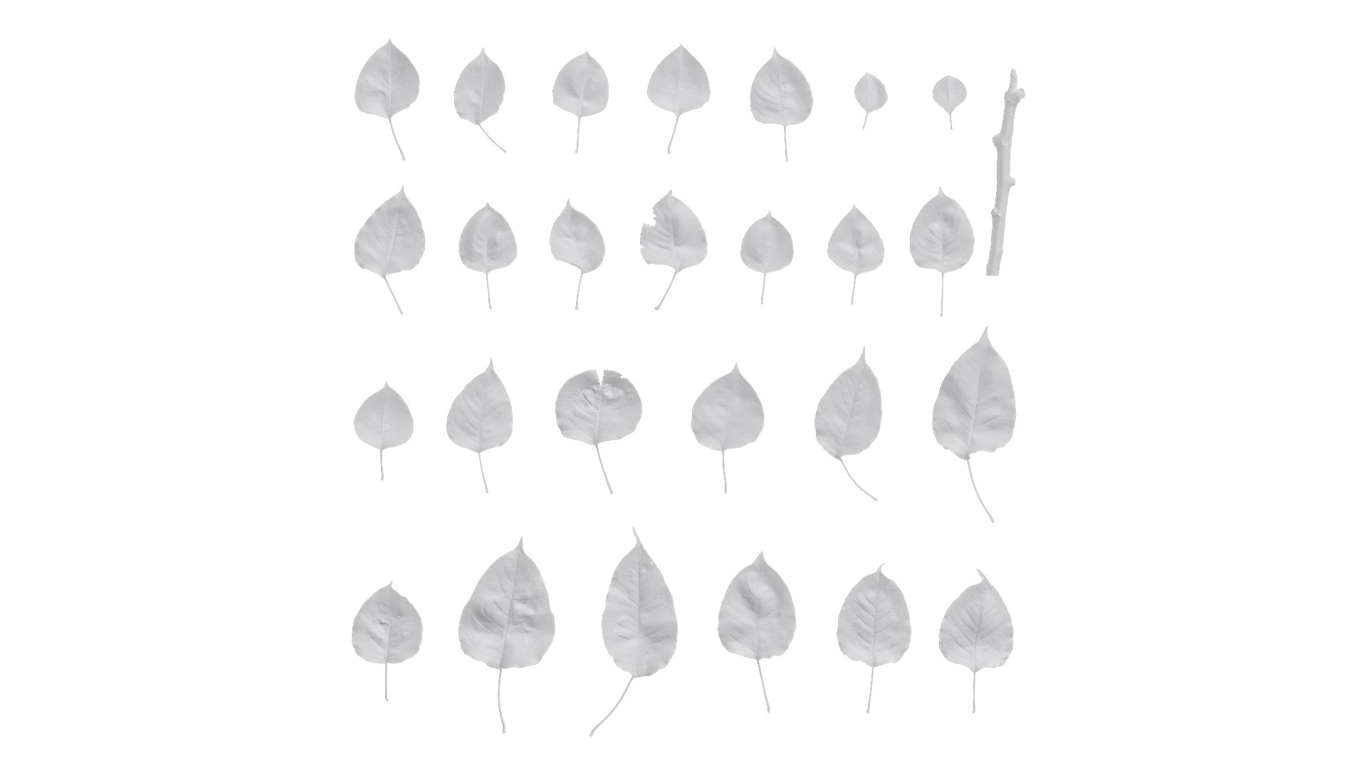 Pyrus Low-poly 3D model_105