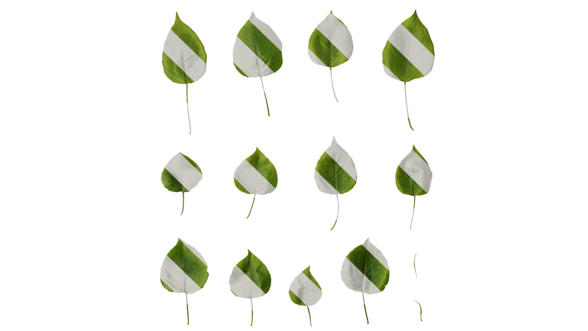 Pyrus Low-poly 3D model_97