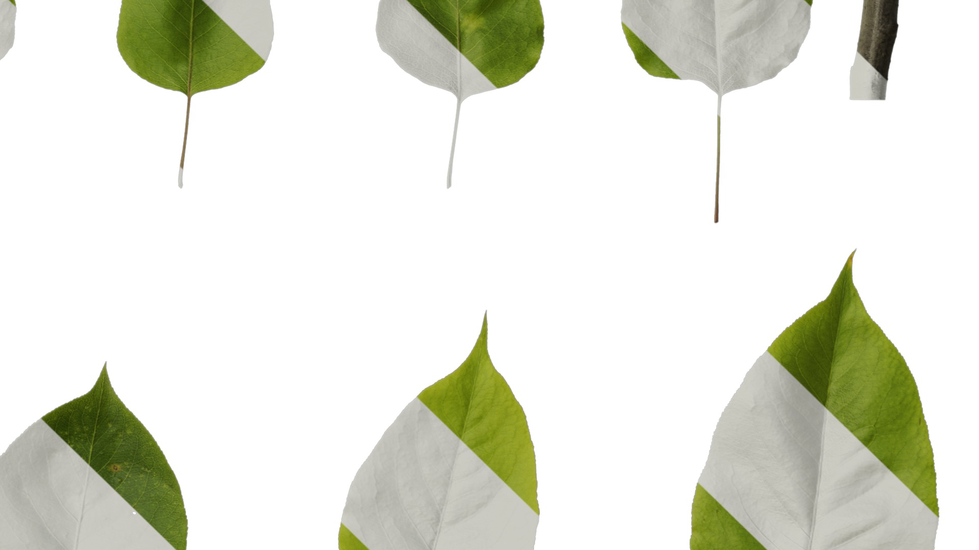 Pyrus Low-poly 3D model_110