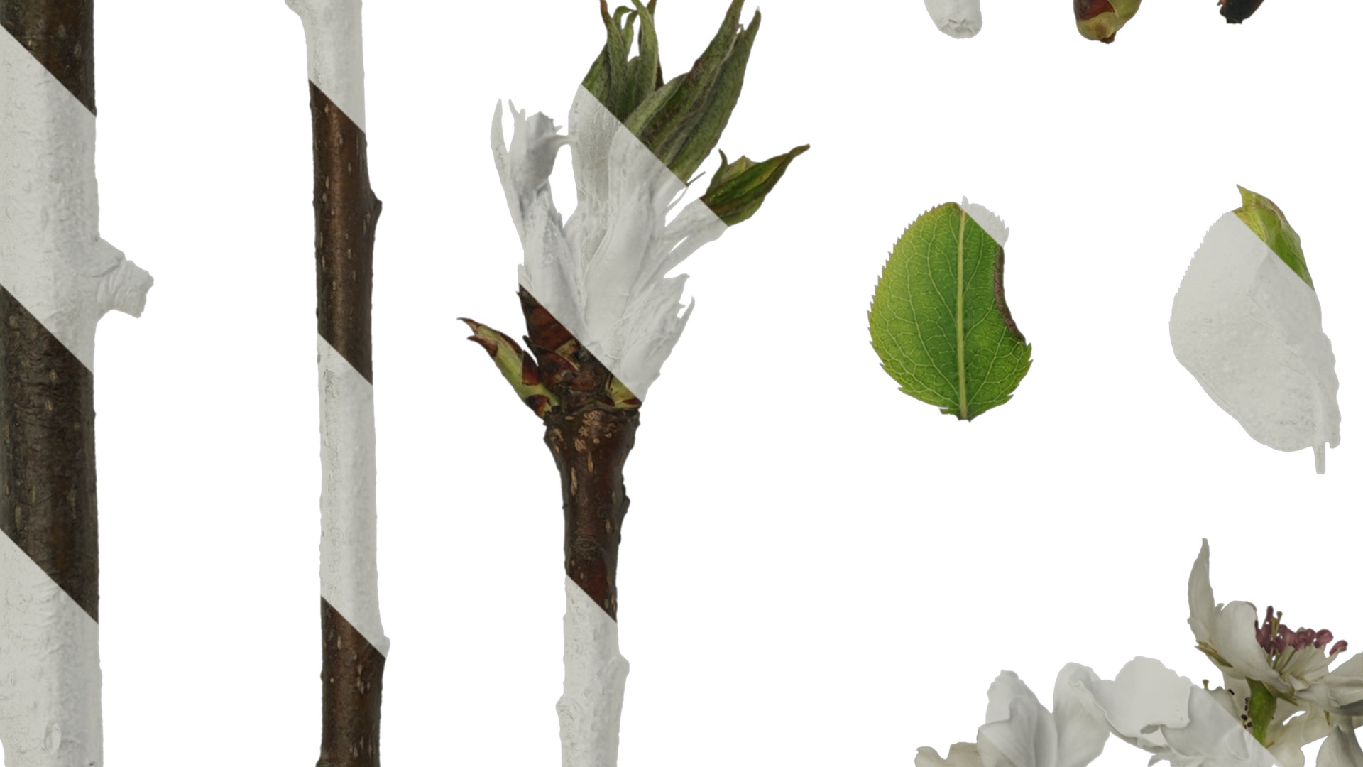 Pyrus Low-poly 3D model_7